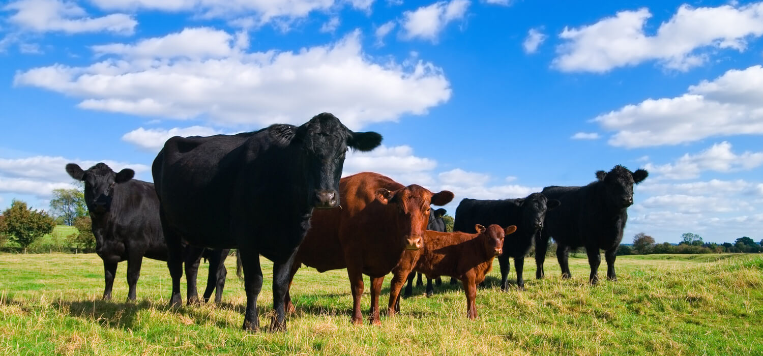 Pure and High Quality Beef
