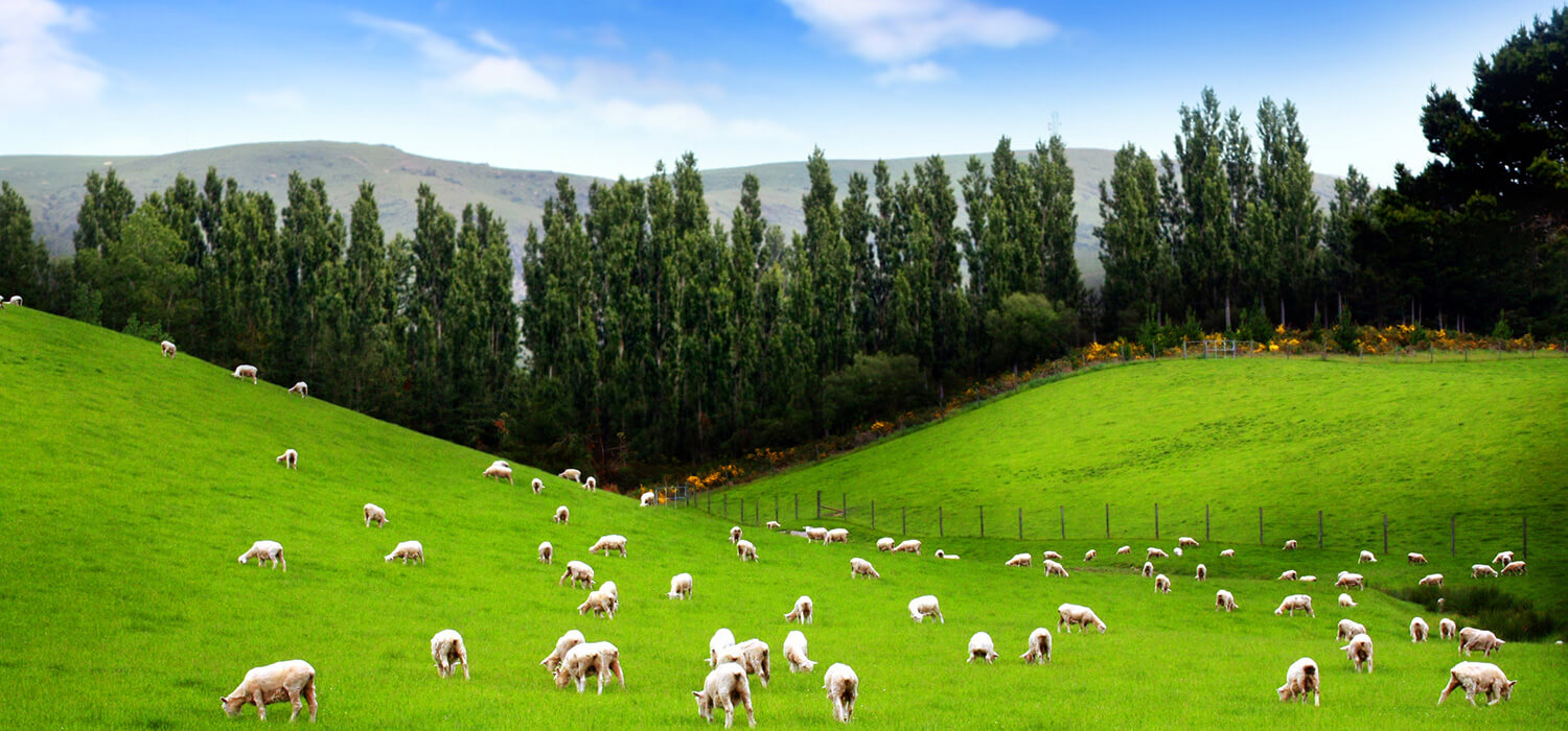 Natural Ranch Lamb