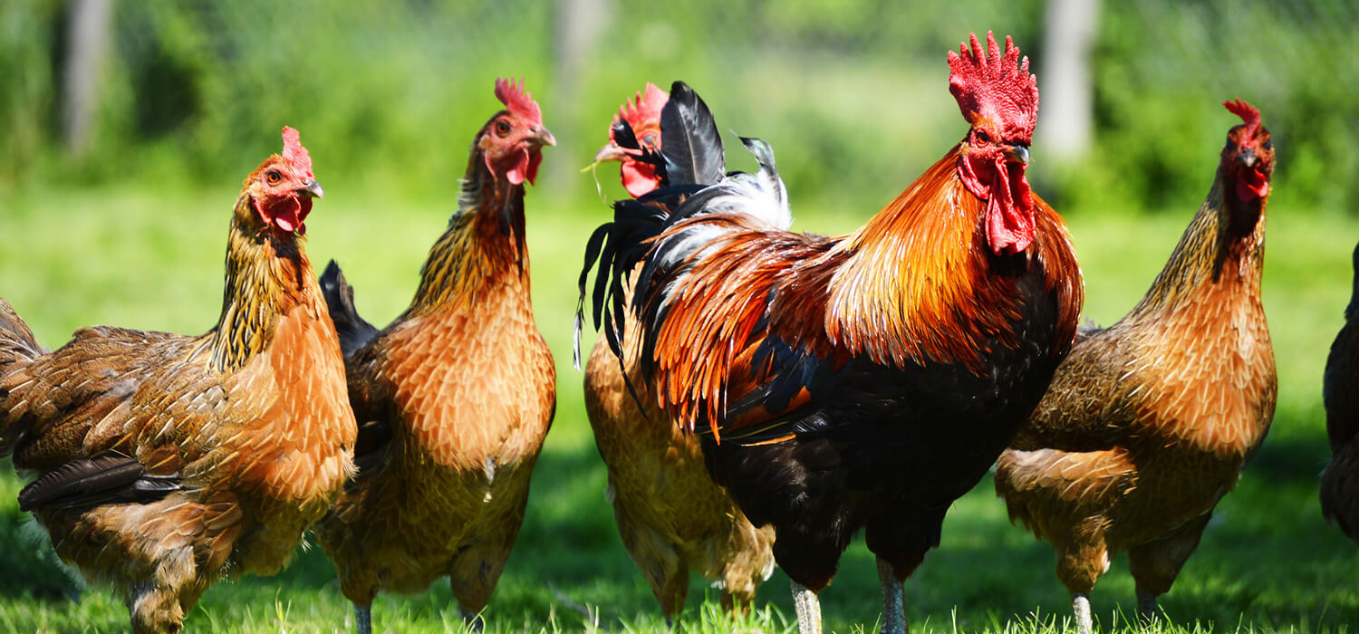Safe and Quality Chicken