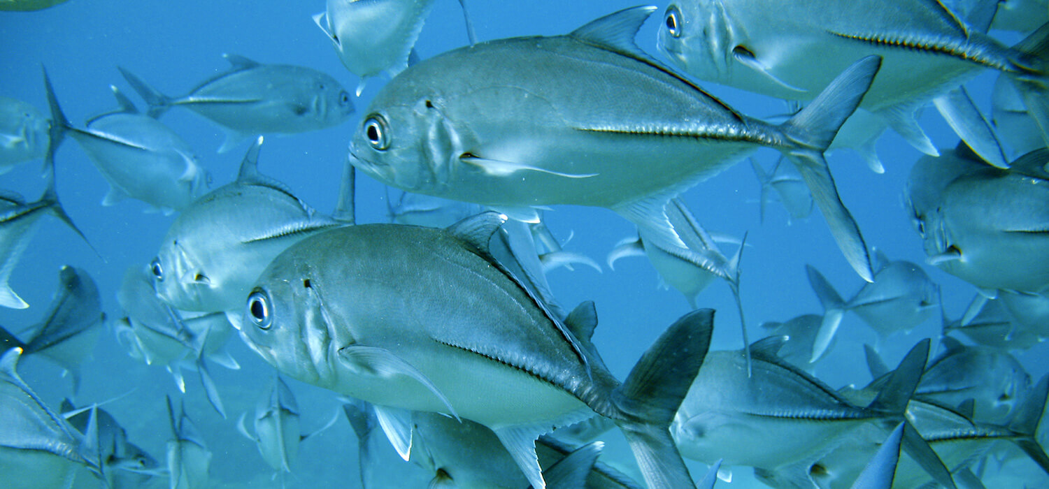 Fresh Fish from Pacific Ocean