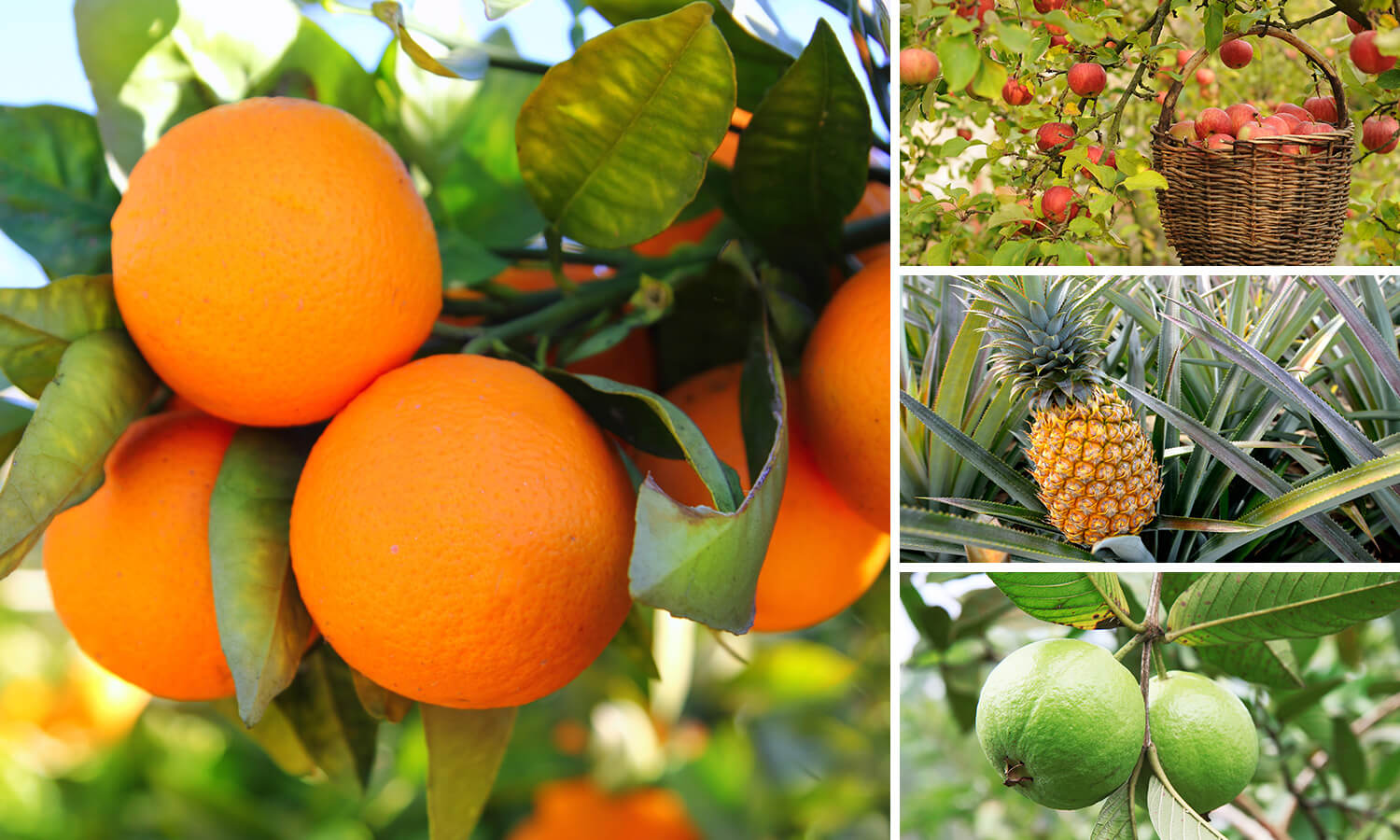Seasonal Fruits