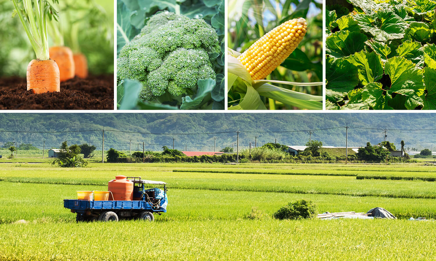 Local and Selected Vegetables