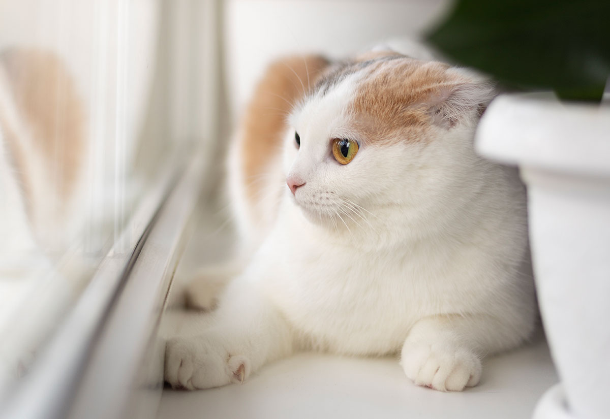 Nutritional Care for Digestive Organs in Dogs and Cats
