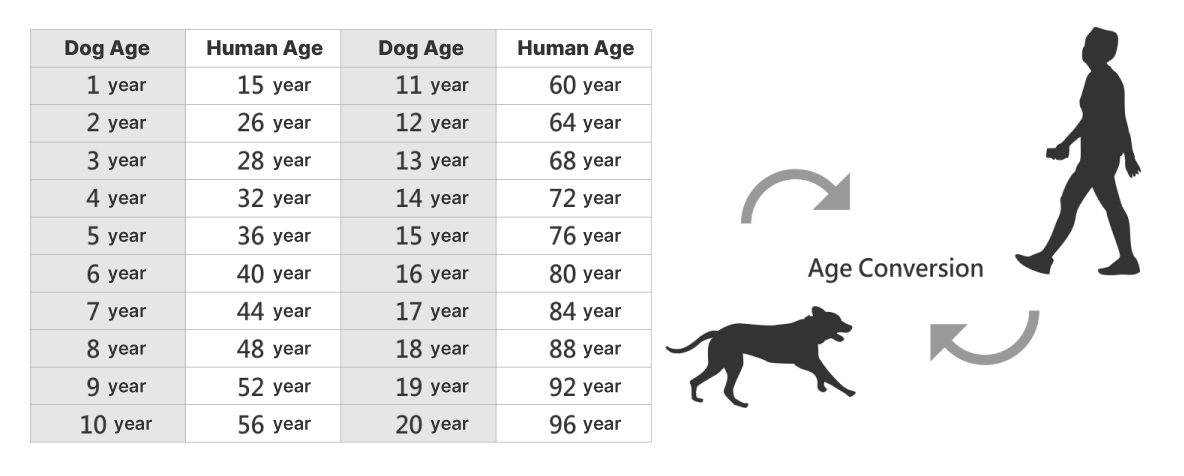 Dog Age Conversion Chart