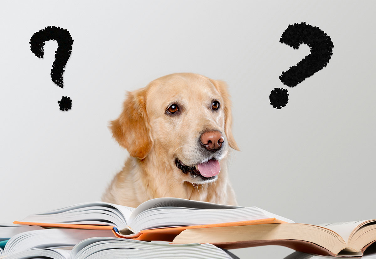 How do I know my dog’s age?
