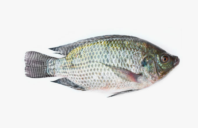 尼羅魚系列 (Tilapia)