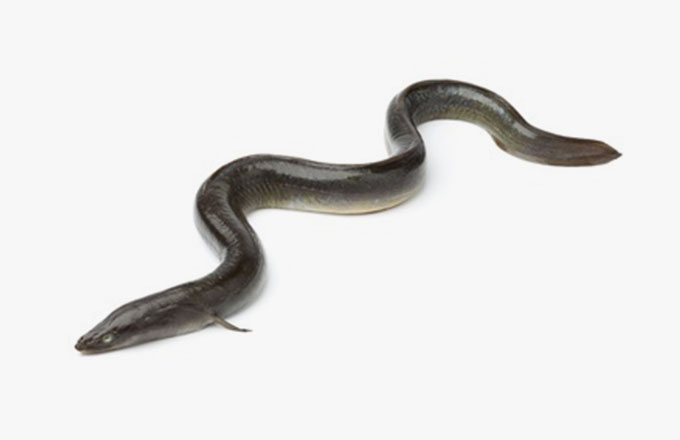 Eel (Anguilla japonica)
